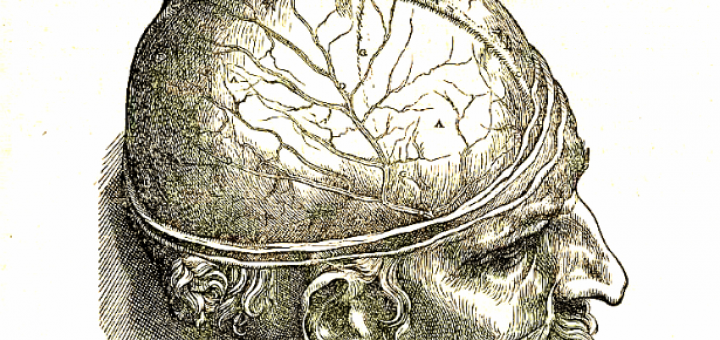 Image of an engraving from Vesalius, De humani corporis fabrica.